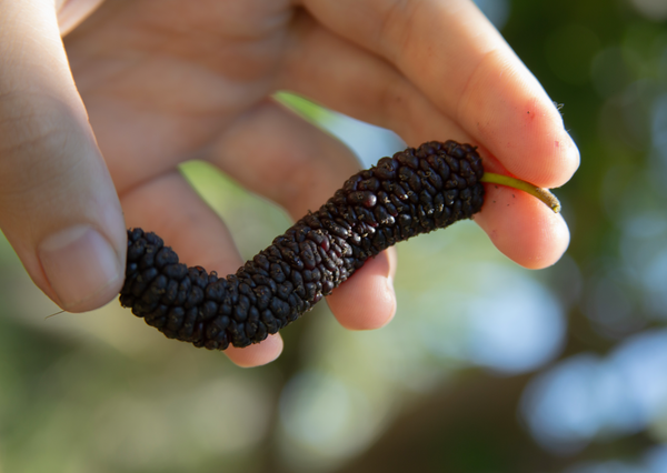 What are the Good Food Awards?