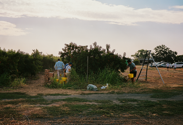 Farm Report: Masumoto Family Farm