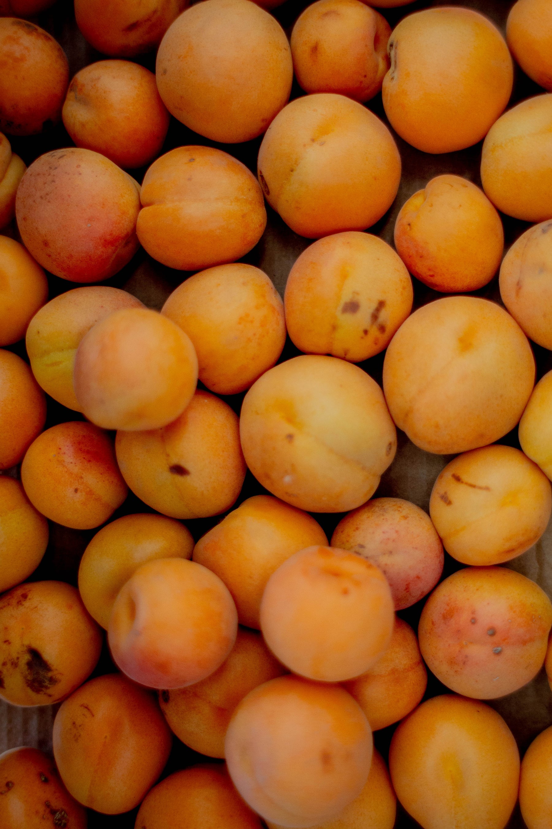 Blenheim Apricot