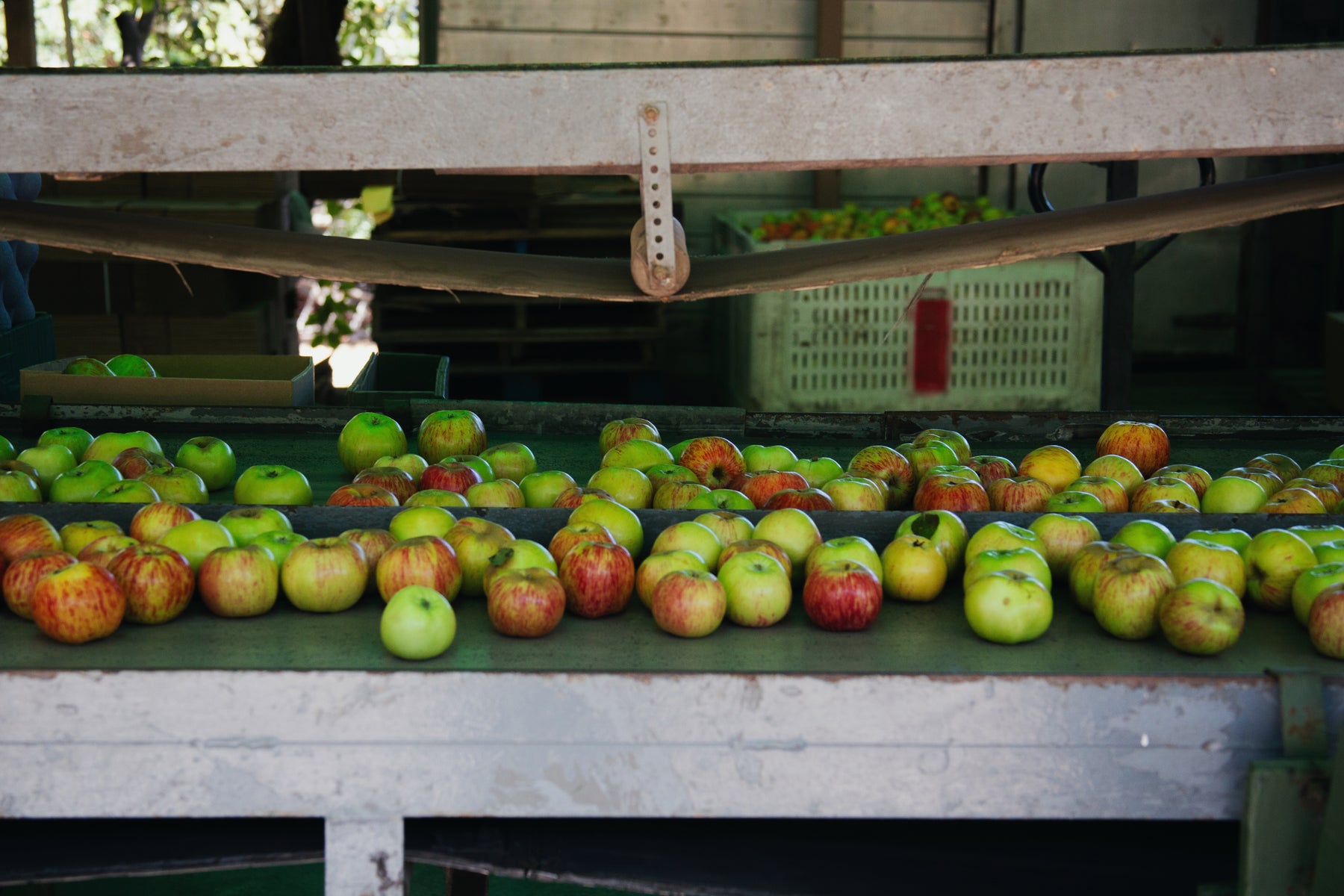 Spiced Gravenstein Apple Butter