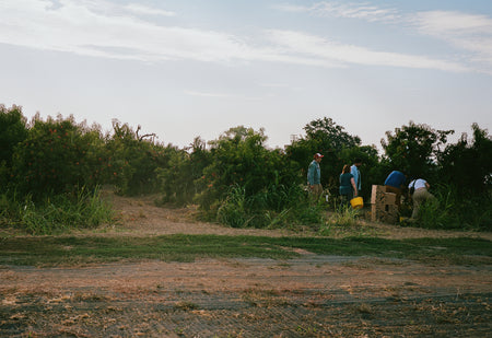 Certified Organic Masumoto Golden Sweet Apricot-Noyaux