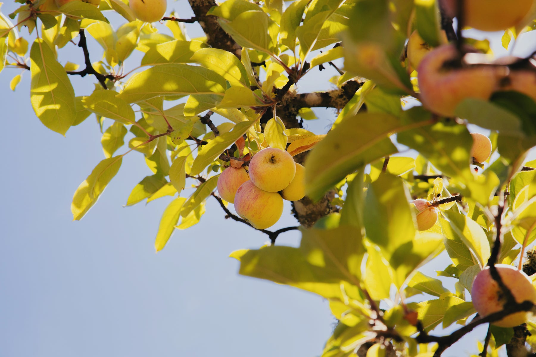 Dutch Apple Blackberry Pie