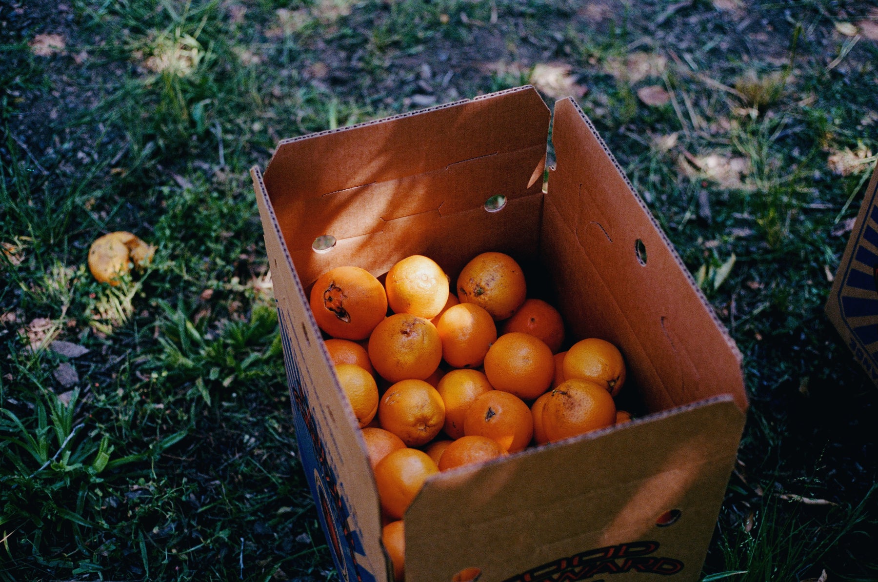 LA Parks Foundation Navel Orange & Rose Petal Marmalade