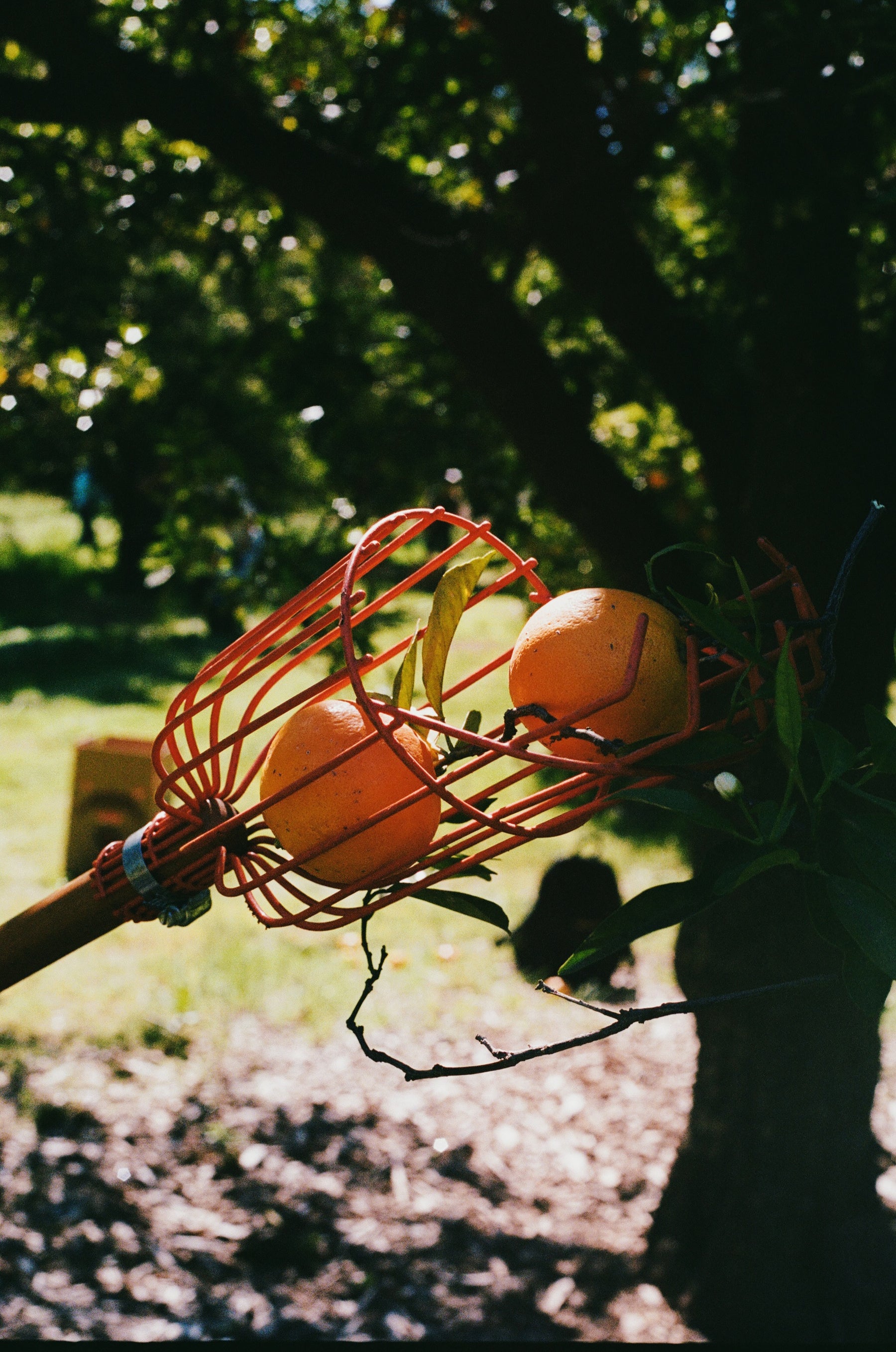 LA Parks Foundation Navel Orange & Rose Petal Marmalade