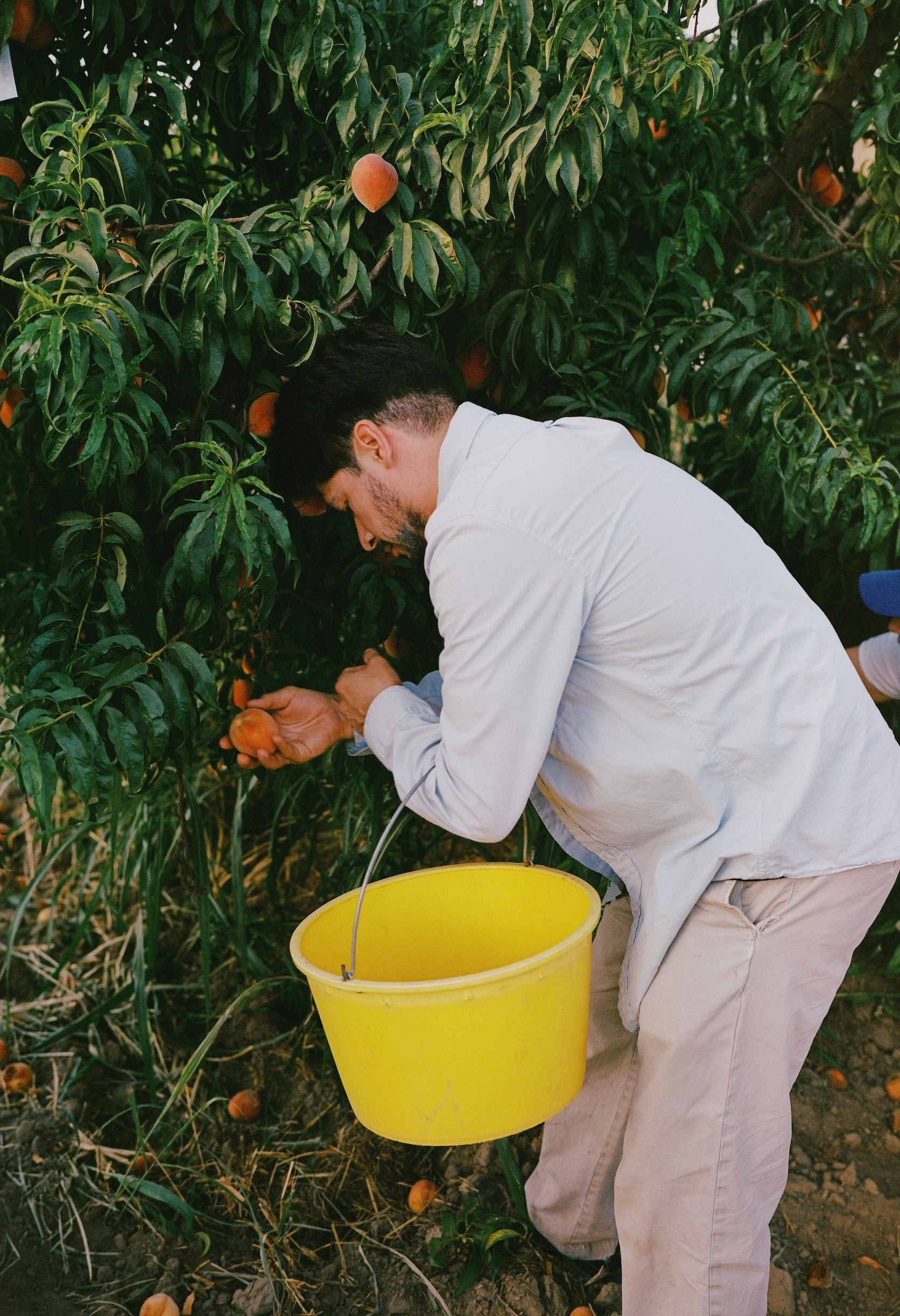 Frog Hollow & Masumoto Farm Capsule